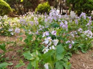 诸葛菜做法 芜菁的做法大全步骤图解