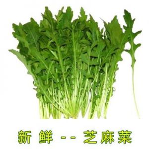 新鲜芝麻菜怎么吃 芝麻菜的吃法