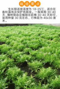 苦菊菜种植方法 苦菊什么时候播种