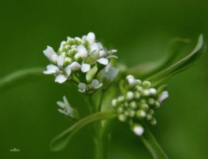 家独行菜的做法 独行菜什么科