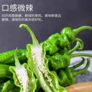 分子辣椒菜 分子菜的做法