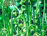 蕨菜怎么吃 野生蕨菜图片大全