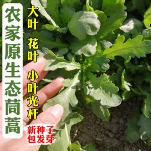 馒头蓬做法 蓬哈菜正宗做法