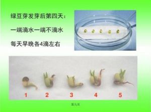 生豌豆芽的详细视频教程（步骤清晰操作简单）