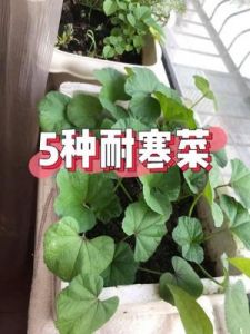 霜降前三种应季菜肴，简单好做又富营养