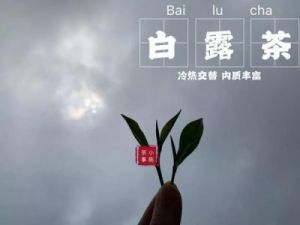 同样秋季白茶，为何白露白茶与寒露白茶有如此明显区别？